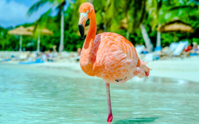 Animals in Aruba: The Island’s Unique Animals and Plants