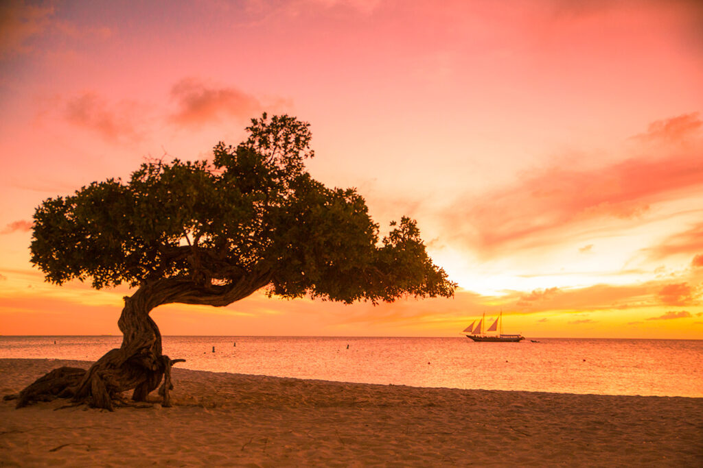 Sunset and Fofoti tree at Eagle Beach, which beach is best in Aruba?