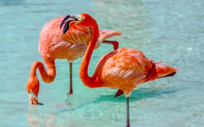 Aruba 2024: The ultimate retreat