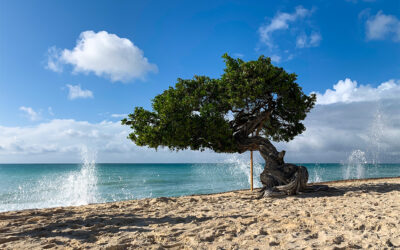 The Fofoti tree: Get to know Aruba’s most iconic landmark