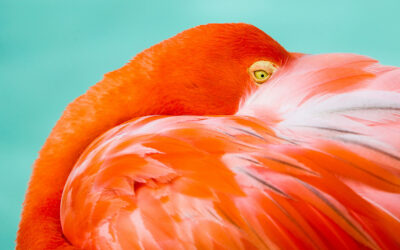 Majestic Fauna: Beaches in Aruba with Flamingos
