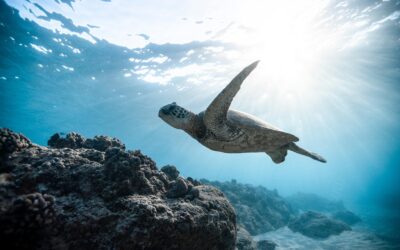 Discover the best times to spot sea turtles in Aruba