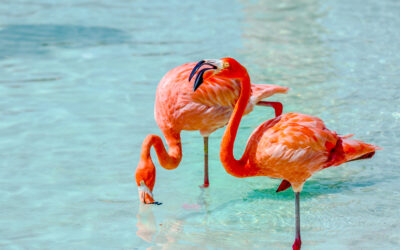 What Aruba is known for: Meet Why it’s an Iconic Travel Destination